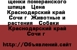 щенки померанского шпица › Цена ­ 15 000 - Краснодарский край, Сочи г. Животные и растения » Собаки   . Краснодарский край,Сочи г.